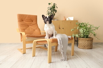 Cute French Bulldog at home