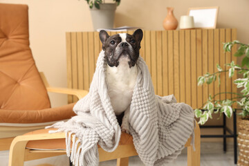 Cute French Bulldog with plaid at home at home