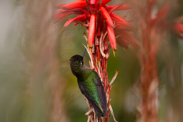 Colibri © Jorge