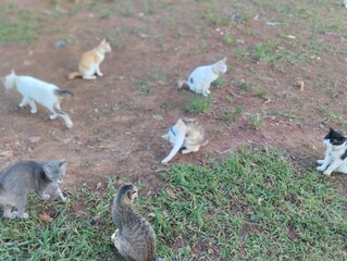 A group of six domestic cats sitting and walking on a mix of grass and soil in an outdoor area. The...