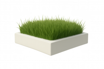 Green grass sprouting inside modern square planter, isolated on transparent surface - architectural rendering highlighting minimalist landscape design concept