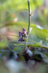 grasshopper mating