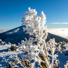 Snowy mountain frost
