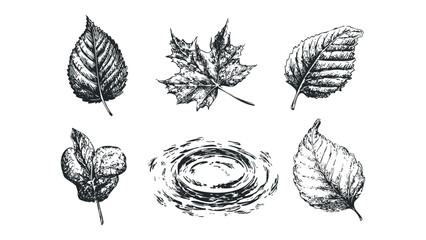 Set of Hand Drawn Autumn Leaf Designs and Water Ripple. Vector hand drawn illustration