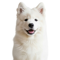 Fluffy white samoyed dog smiling isolated on transparent background