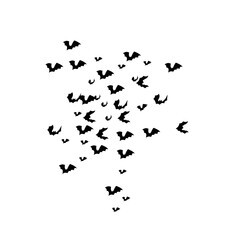 group of flying bats