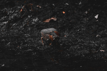 A vibrant green heron wading in shallow water, surrounded by lush green foliage and fallen brown leaves, with its reflection visible on the water's surface, the picture in black and white and brown