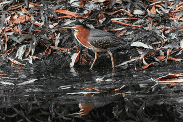 A vibrant green heron wading in shallow water, surrounded by lush green foliage and fallen brown leaves, with its reflection visible on the water's surface, the picture in black and white and brown