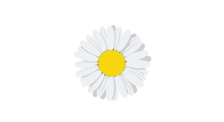 Delicate daisy with bright yellow center and white petals, perfect for spring and summer designs