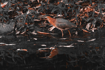 A vibrant green heron wading in shallow water, surrounded by lush green foliage and fallen brown leaves, with its reflection visible on the water's surface, the picture in black and white and brown
