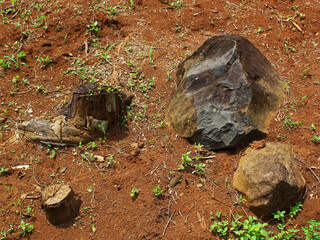 View of stones and stumps on the ground. 