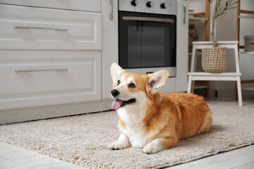 Cute happy Corgi dog lying on floor at home