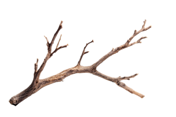 Close-up of a single, dried branch.  It's light brown, with textures and variations in tone.  The branch forks and extends outward