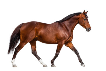 Bay Sport Horse Trotting on Transparent Background