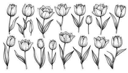 Collection of hand-drawn tulips