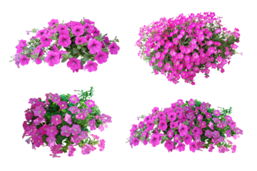 Bouquet, Bunch, shrub of flowers. Rose periwinkle. primrose. (red, pink) Rose Four o'clock Flower. (png) Colorful flowers, primula vulgaris are blooming. On white background. total of 4