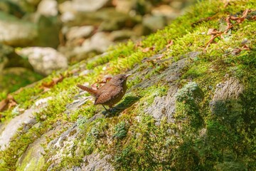 苔むした岩の上でくつろぐミソサザイ