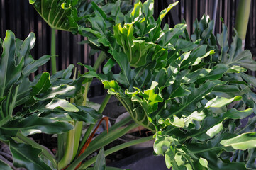 Obraz premium The vibrant green and deeply lobed leaves of a Philodendron 'Xanadu' plant are showcased in a detailed close-up. The unique texture and pattern of the foliage are highlighted, making it an excellent 