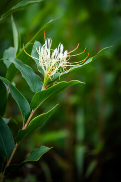 Hedychium ellipticum Buch.-Ham. ex Sm. is a perennial herbaceous plant in the ginger family (Zingiberaceae). It is often found growing on rocks or soil. It may be a single plant or grow in clumps.