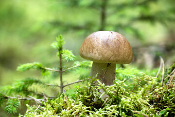 A delicious king bolete mushroom growing in its natural forest habitat with green moss.