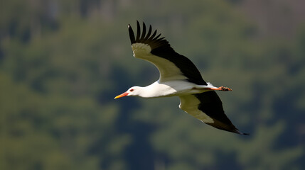 Storch im Flug