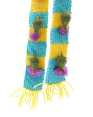 Colorful knitted scarf with burdock thistles stuck in yarn isolated on white background.