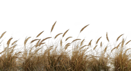 Dry grass field isolated on transparent background