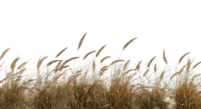 Dry grass field isolated on transparent background - Powered by Adobe