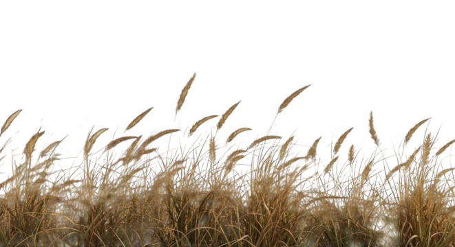 Dry grass field isolated on transparent background