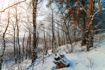 Winter morning in the forest