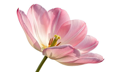 Elegant Pink Tulip Flower Macro on Black Background