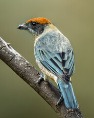 Scrub Tanager