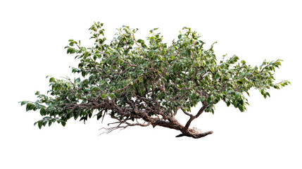 Obraz premium Gnarled Tree with Lush Green Leaves Against a Bright White Background, cut out transparent