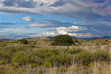Arizona desert landscape with yucca plants and dramatic cloudy sky