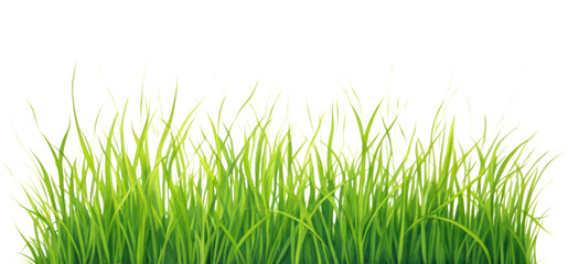 Obraz premium PNG Grass border plant green water.