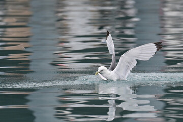 A Black-legged Kittiwake (Rissa tridactyla) snags a fresh fish meal in the harbor at Seward, Alaska.