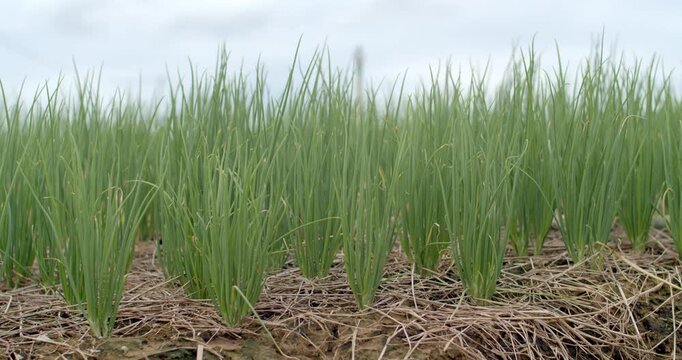 spring onions blowing in the wind.Onion Garden in thailand.Green onions are starting to grow.Small fresh green onions.Healthy and organic vegetables concept.