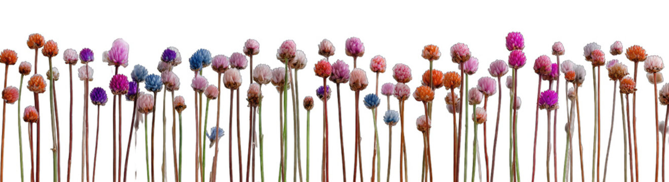 Colorful flower-like clusters on long stems against a black background