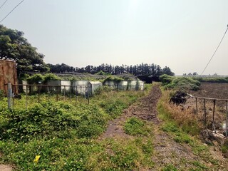 Overgrown Rural Greenhouse with Dirt Path in Countryside Farm Landscape