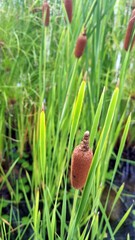 Close-Up of Cattail Plant (Typha) in Wetland Habitat