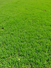 Obraz premium Uncut lawn. Green lush grass on the lawn. Lawn, carpet, natural green untrimmed grass field.
