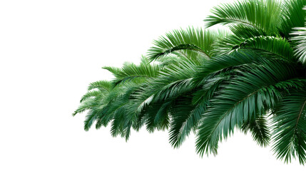 Lush green palm fronds against a bright white background, cut out transparent