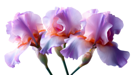 Three Soft Purple Iris Flowers with Detailed Petals Against White, cut out transparent