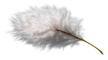 Delicate white feather with soft wispy filaments and a green stem, cut out transparent