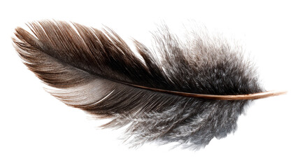 Obraz premium Detailed view of a single dark brown and gray bird feather on a white background, cut out transparent