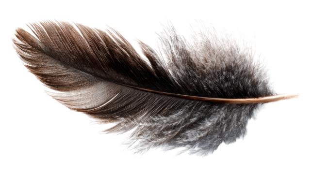 Detailed view of a single dark brown and gray bird feather on a white background, cut out transparent
