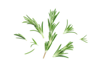 Twig and leaves of fresh rosemary isolated on white background, closeup