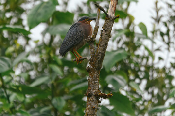 A vibrant green heron perches on a textured tree branch, its colorful plumage standing out against a soft, leafy background, highlighting its natural habitat.