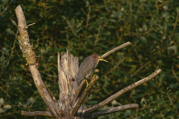 A vibrant green heron perches on a textured tree branch, its colorful plumage standing out against a soft, leafy background, highlighting its natural habitat.