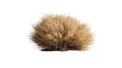 Large, dry tumbleweed bush resting on a sandy terrain, cut out transparent